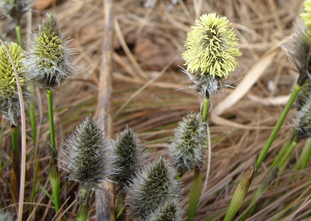 Image of Eriophorum vaginatum specimen.