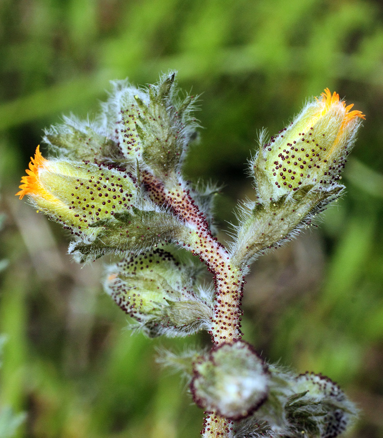 Image of Biebersteinia multifida specimen.