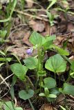 Viola riviniana