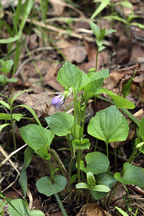 Изображение особи Viola riviniana.