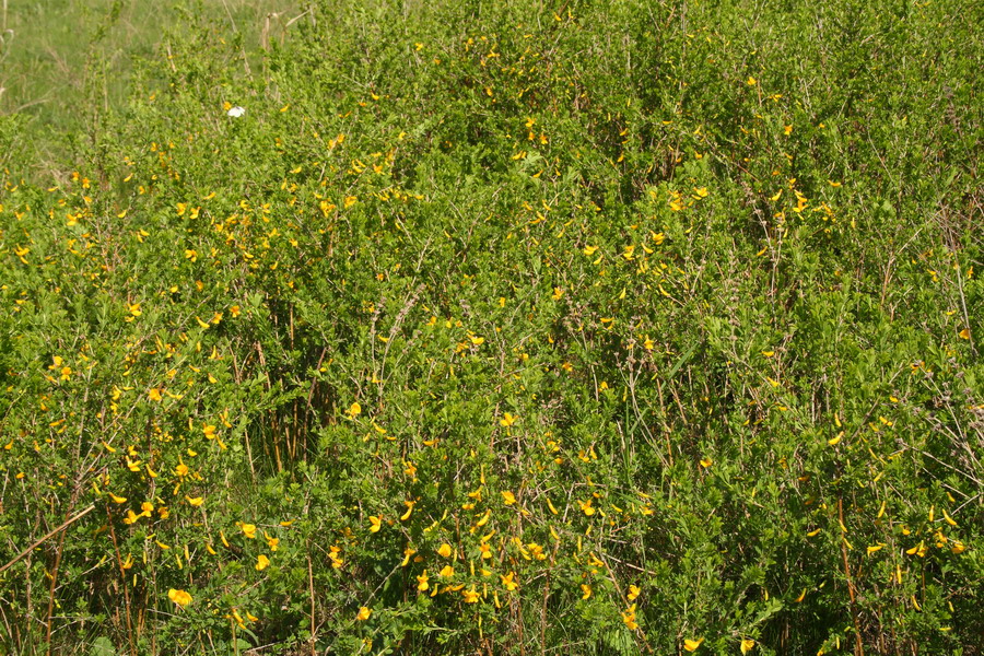 Image of Caragana frutex specimen.