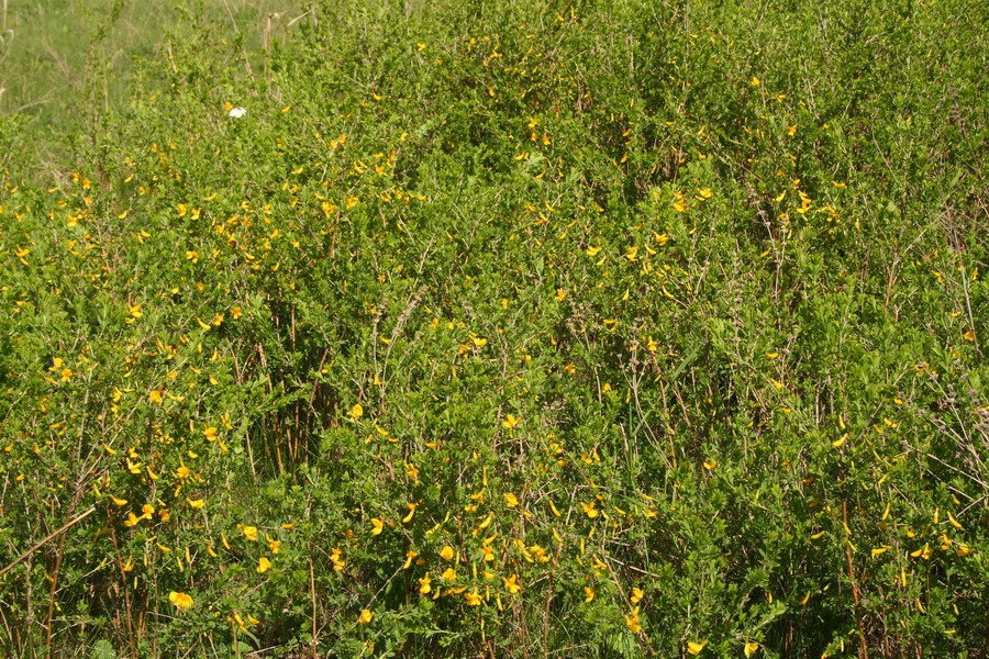 Image of Caragana frutex specimen.