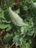 Glaucium corniculatum