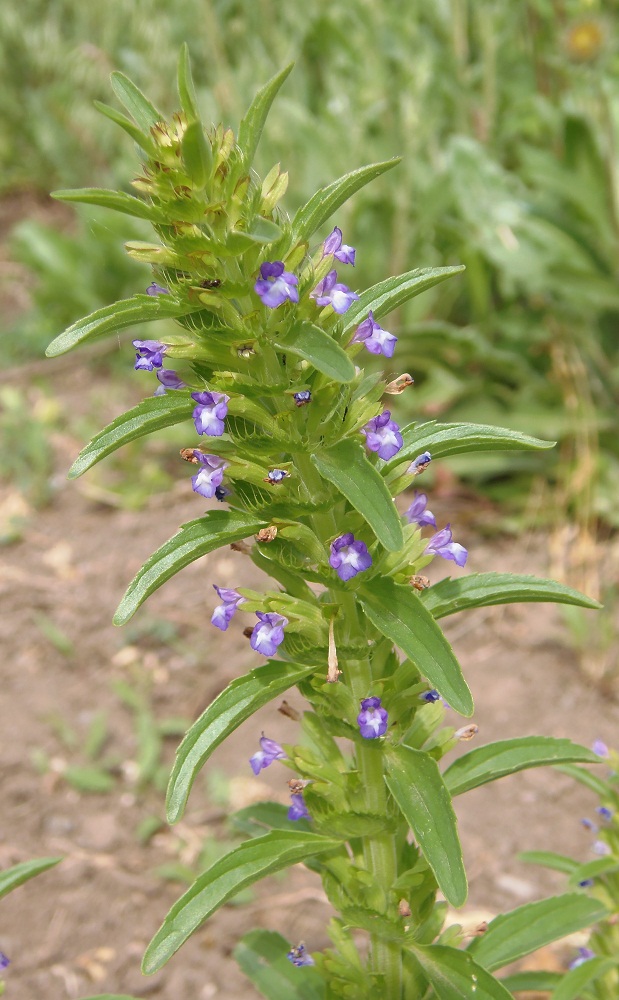 Image of Lallemantia peltata specimen.