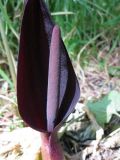 Arum elongatum. Соцветие. Крым, Тарханкутский п-ов, пгт Черноморское, Воронцовский парк, разнотравье на дне балки. 14.05.2013.