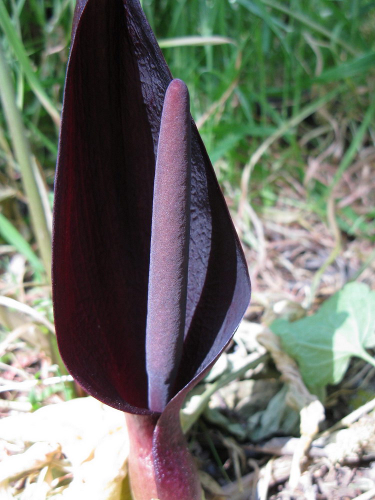 Изображение особи Arum elongatum.