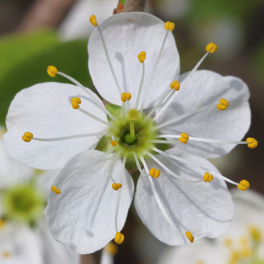 Изображение особи Prunus cerasifera.