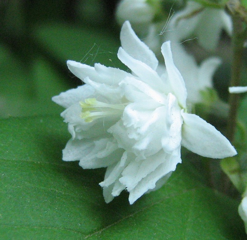 Изображение особи Deutzia scabra var. candidissima.