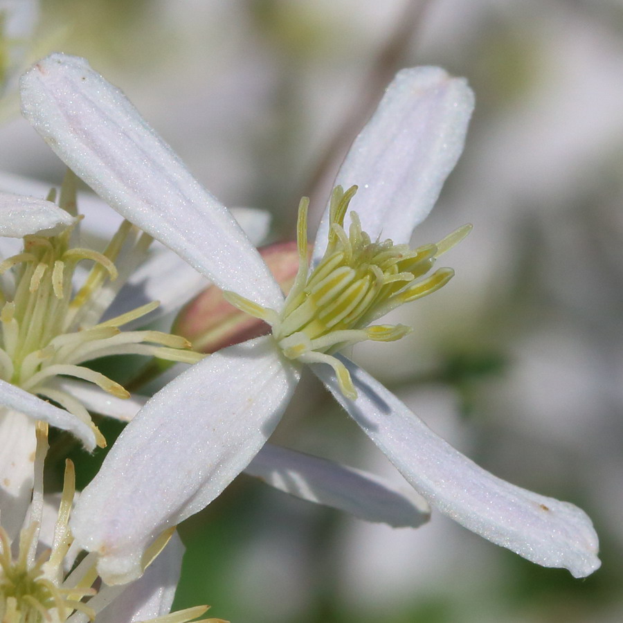 Image of Clematis recta specimen.