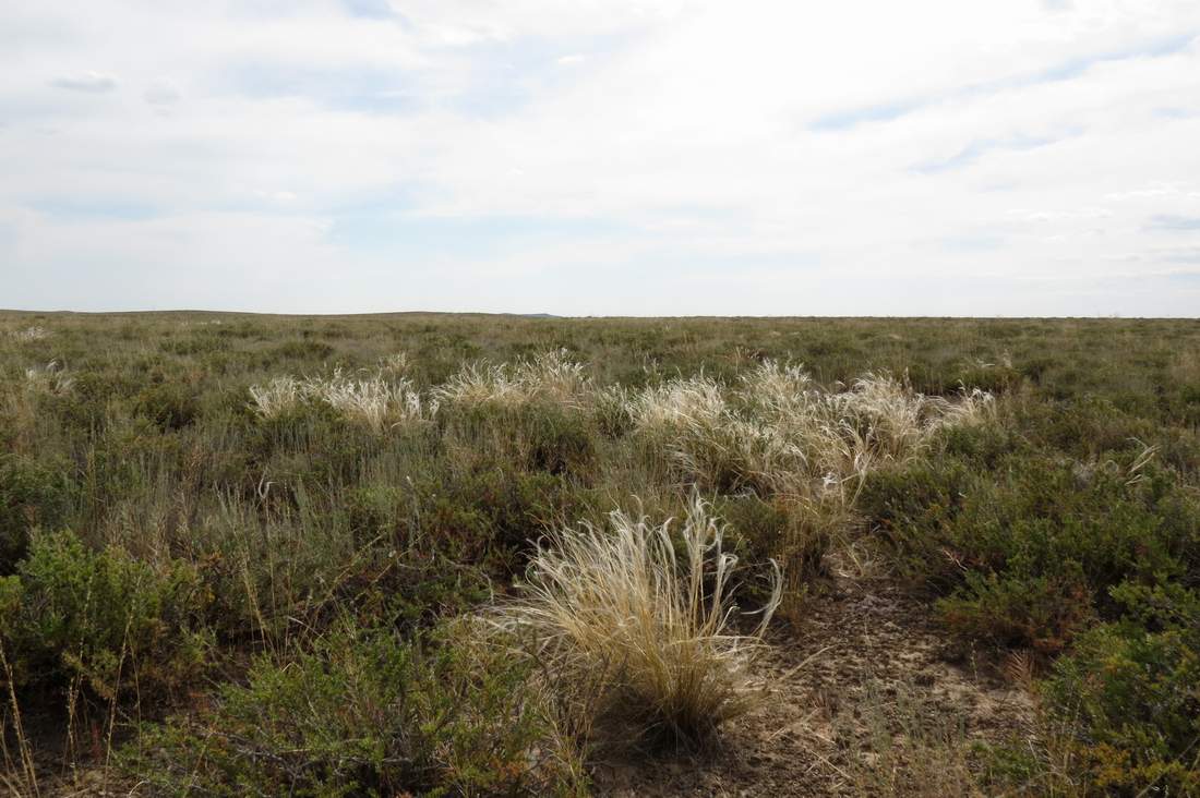 Image of Stipa kirghisorum specimen.