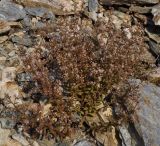 Sedum cepaea