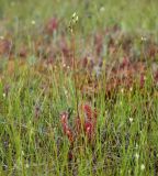 Drosera anglica. Растение с бутонами. Эстония, Национальный парк Соомаа, болото Куресоо, очеретниково-сфагновое сообщество. 25.06.2013.