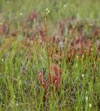 Drosera anglica