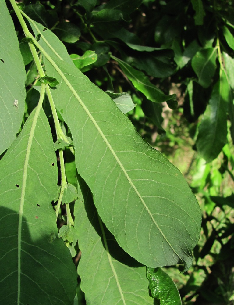 Image of Salix cinerea specimen.