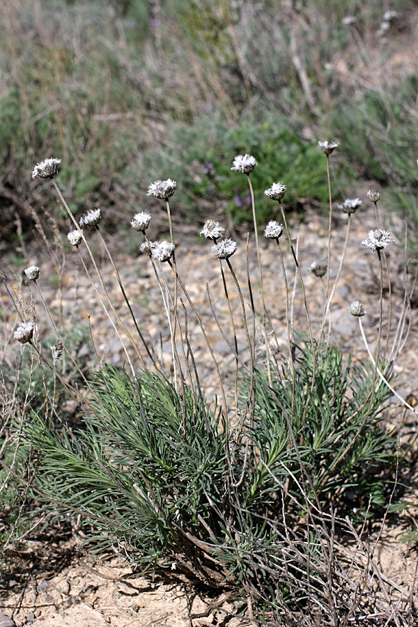 Image of Jurinea suffruticosa specimen.