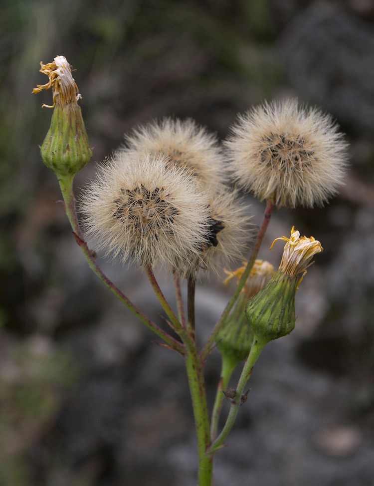Image of Hieracium virosum specimen.