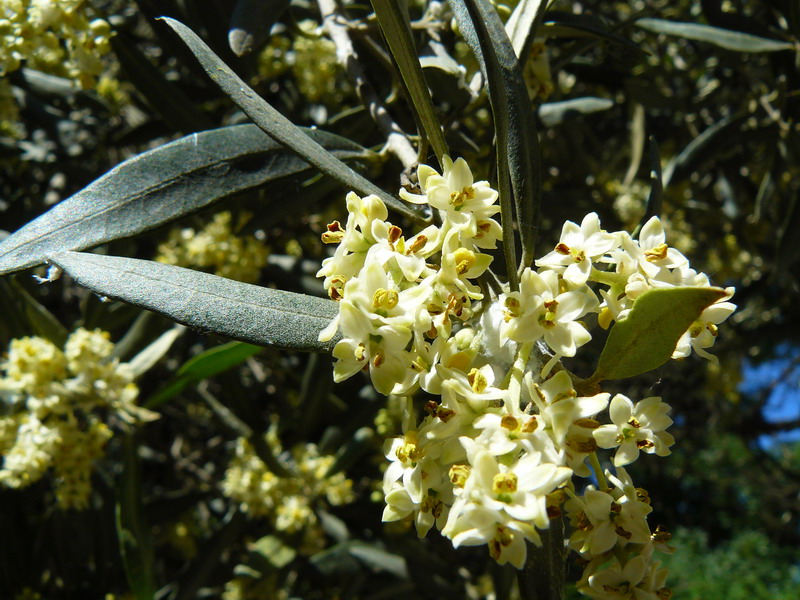 Image of Olea europaea specimen.