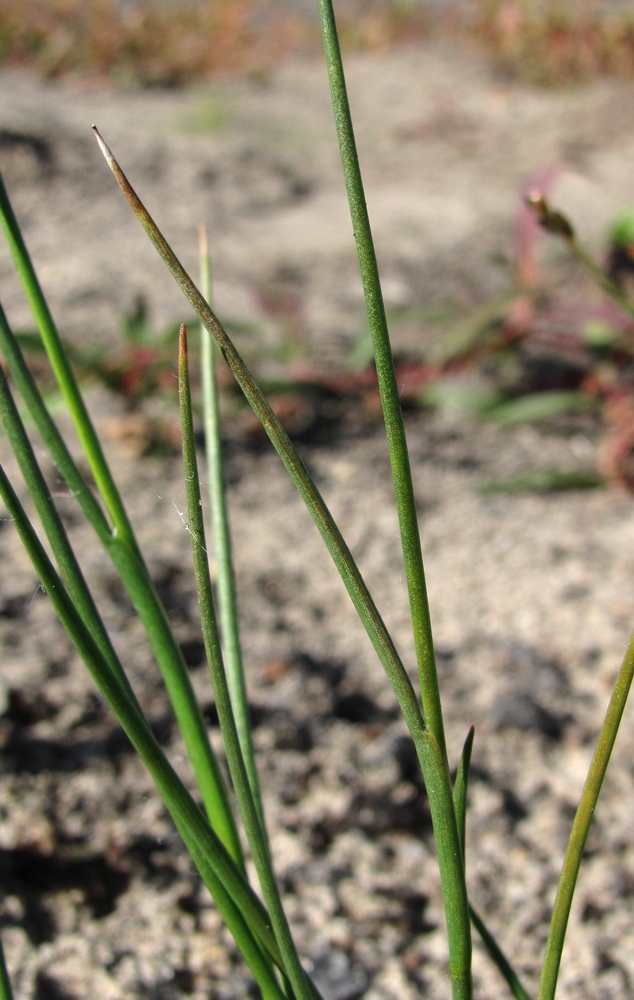 Изображение особи Juncus nodulosus.