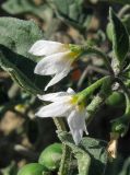 Solanum zelenetzkii. Цветки. Крым, окр. Феодосии, Курортное, пустырь. 9 сентября 2013 г.