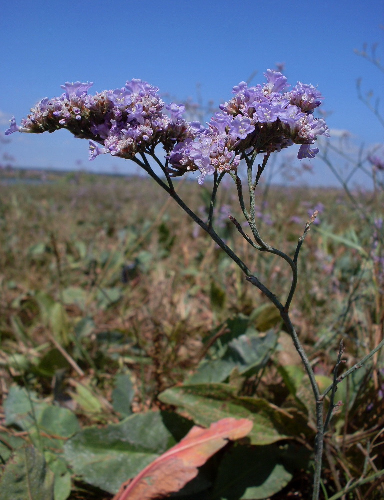 Image of Limonium gmelinii specimen.