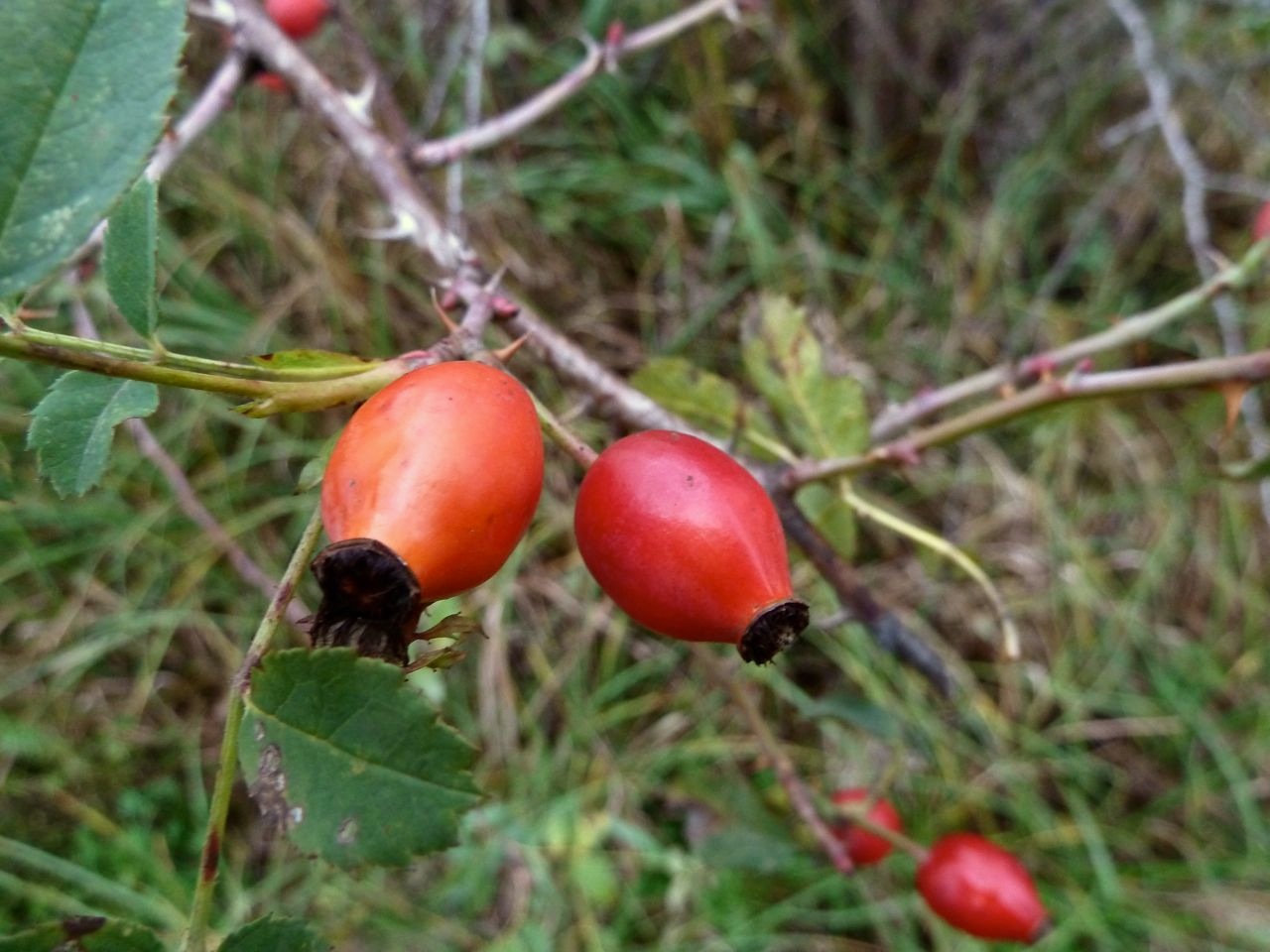 Image of Rosa dumalis specimen.