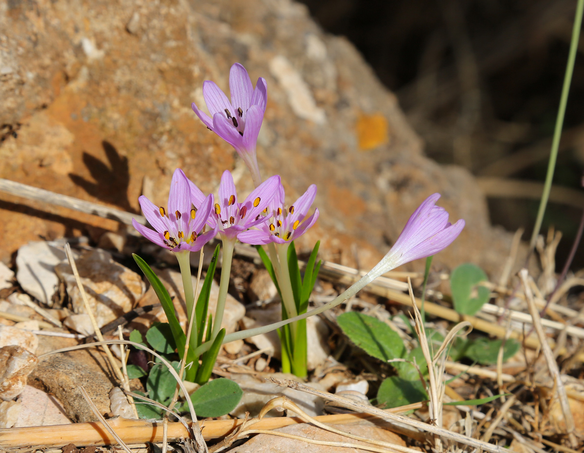 Изображение особи Colchicum cupanii.