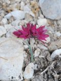 Allium oreophilum
