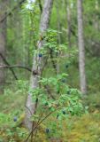 Image of taxon representative. Author is Александр Большедворский