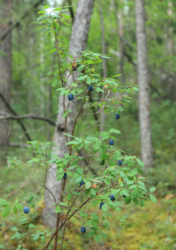 Image of Vaccinium uliginosum specimen.
