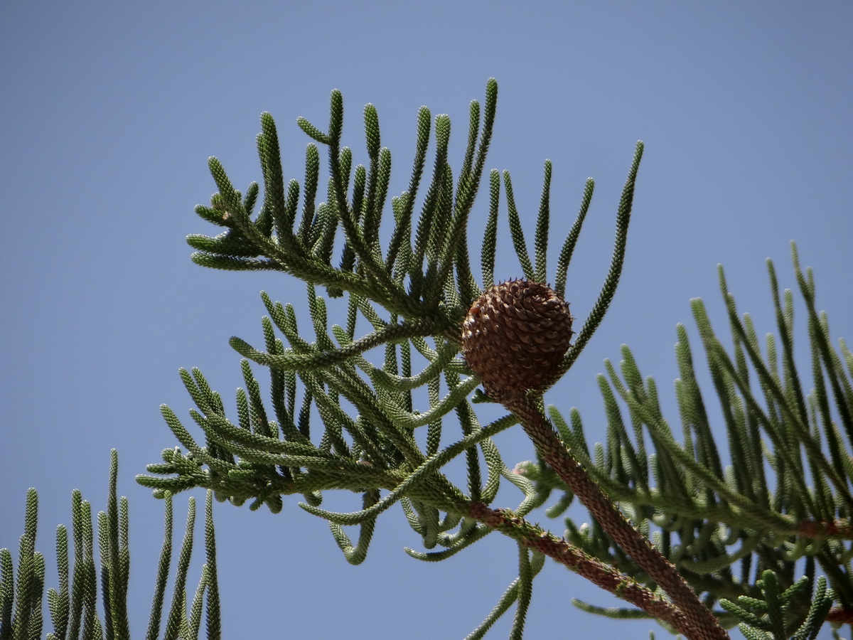 Изображение особи Araucaria heterophylla.