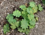 Alchemilla xanthochlora. Цветущее растение. Германия, г. Дюссельдорф, Ботанический сад университета. 14.08.2013.