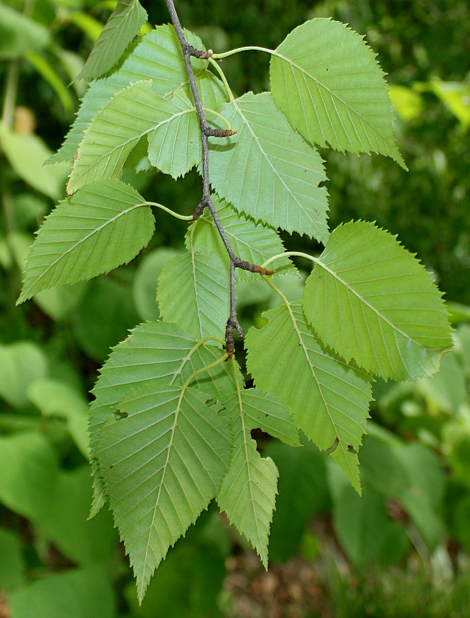 Изображение особи Betula albosinensis.