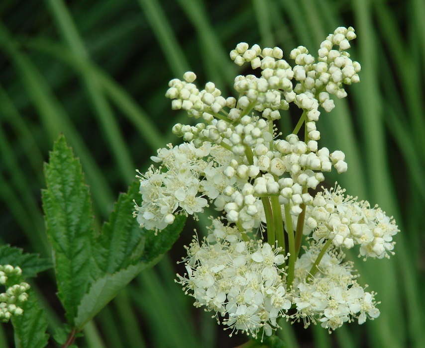 Image of Filipendula ulmaria specimen.