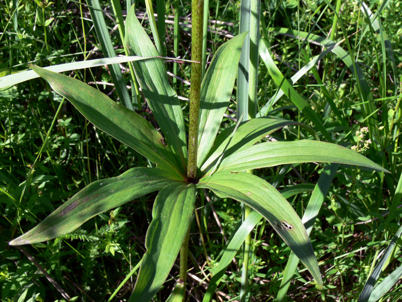 Image of Lilium pilosiusculum specimen.