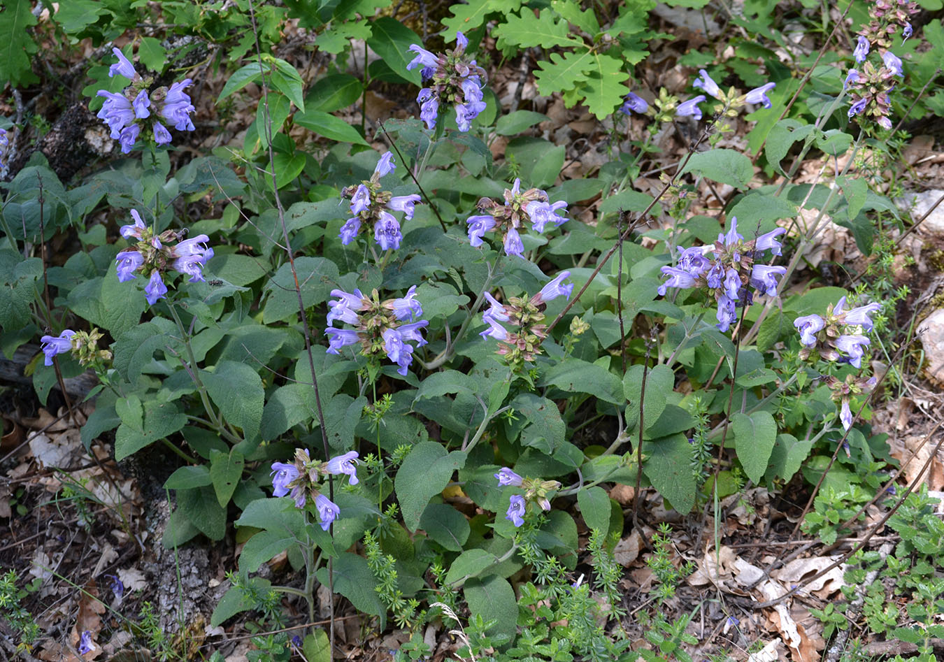 Image of Salvia tomentosa specimen.