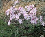 Gypsophila patrinii var. caespitosa