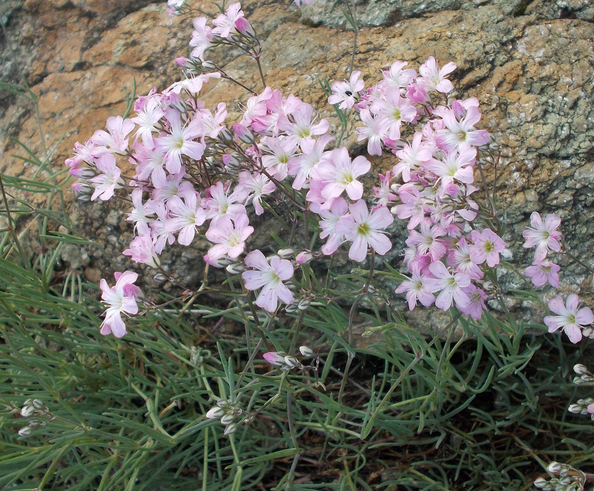 Image of Gypsophila patrinii var. caespitosa specimen.