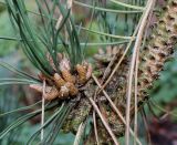 род Pinus. Средняя часть ветки с микростробилами. Германия, г. Дюссельдорф, Ботанический сад университета. 02.03.2014.