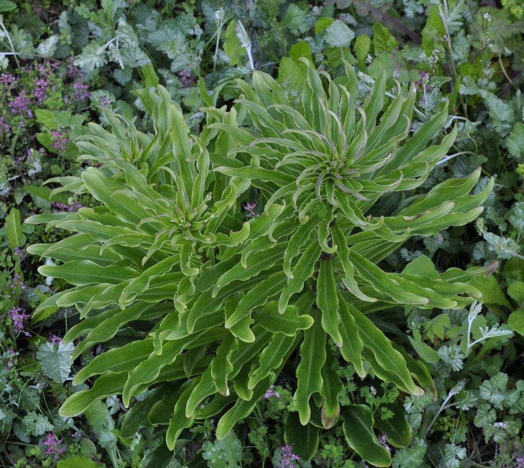 Image of Lilium candidum specimen.