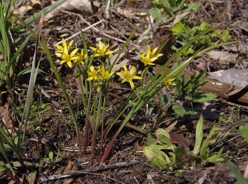 Изображение особи Gagea erubescens.