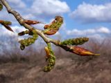 Populus nigra