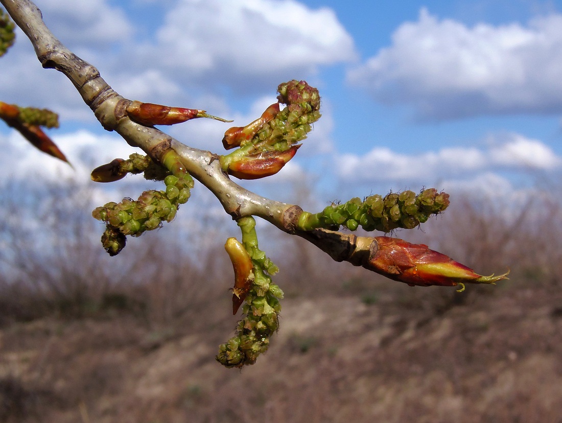 Изображение особи Populus nigra.