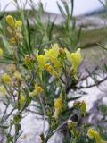 Linaria cretacea