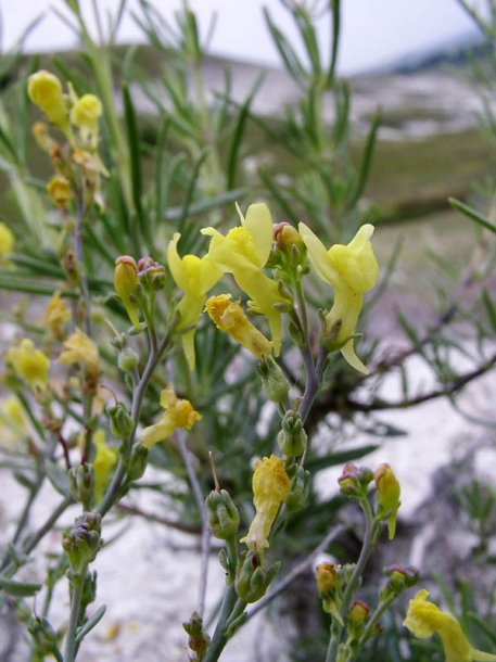 Image of Linaria cretacea specimen.