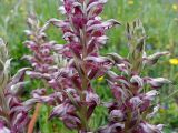 Anacamptis подвид fragrans