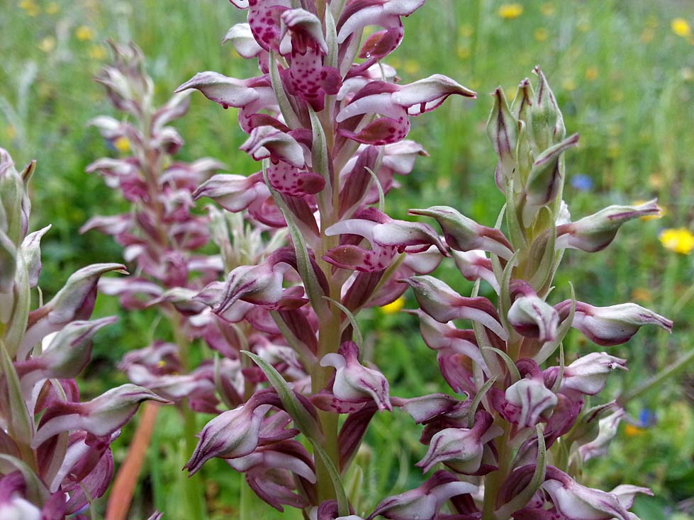 Image of Anacamptis coriophora ssp. fragrans specimen.