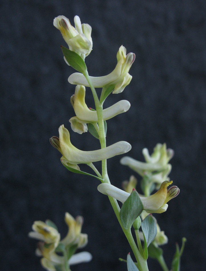 Image of Corydalis maracandica specimen.