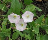 Convolvulus arvensis