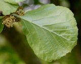 Parrotiopsis jacquemontiana. Соцветие и лист (у листа видна его нижняя сторона). Германия, г. Дюссельдорф, Ботанический сад университета. 28.04.2014.