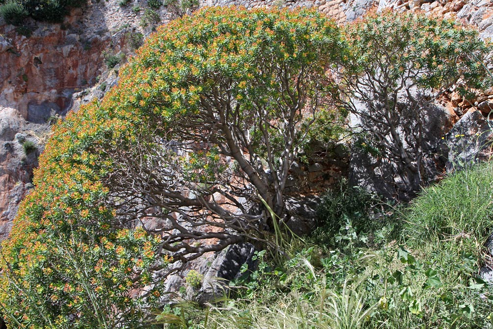 Изображение особи Euphorbia dendroides.